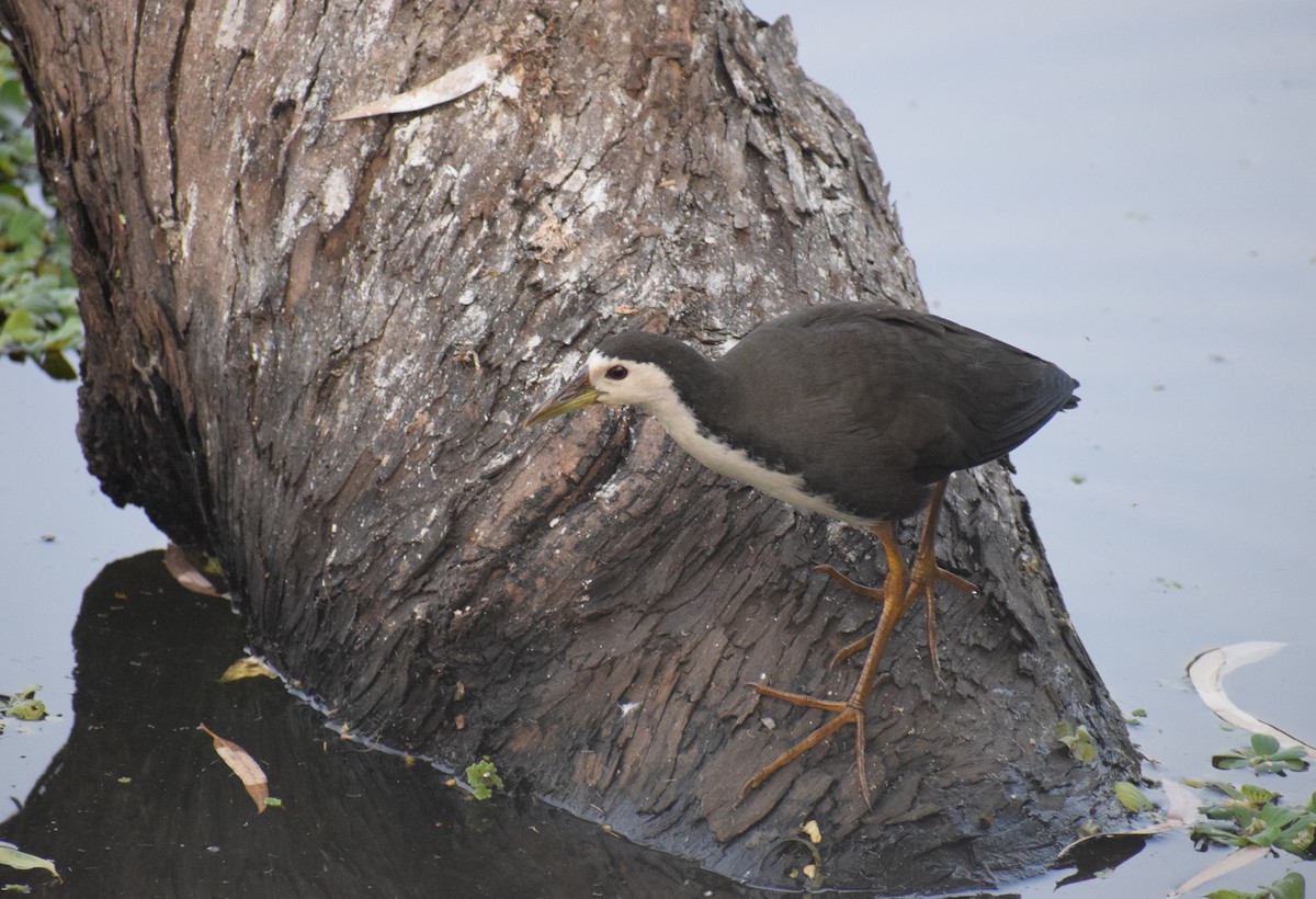 chřástal běloprsý - ML278299771