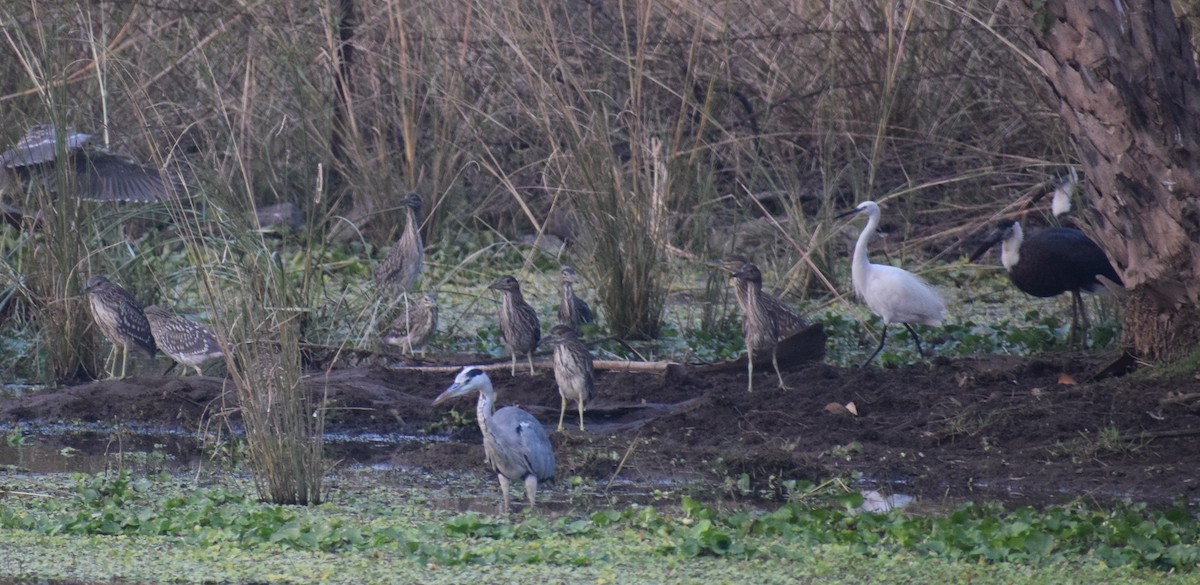 čáp bělokrký - ML278299921