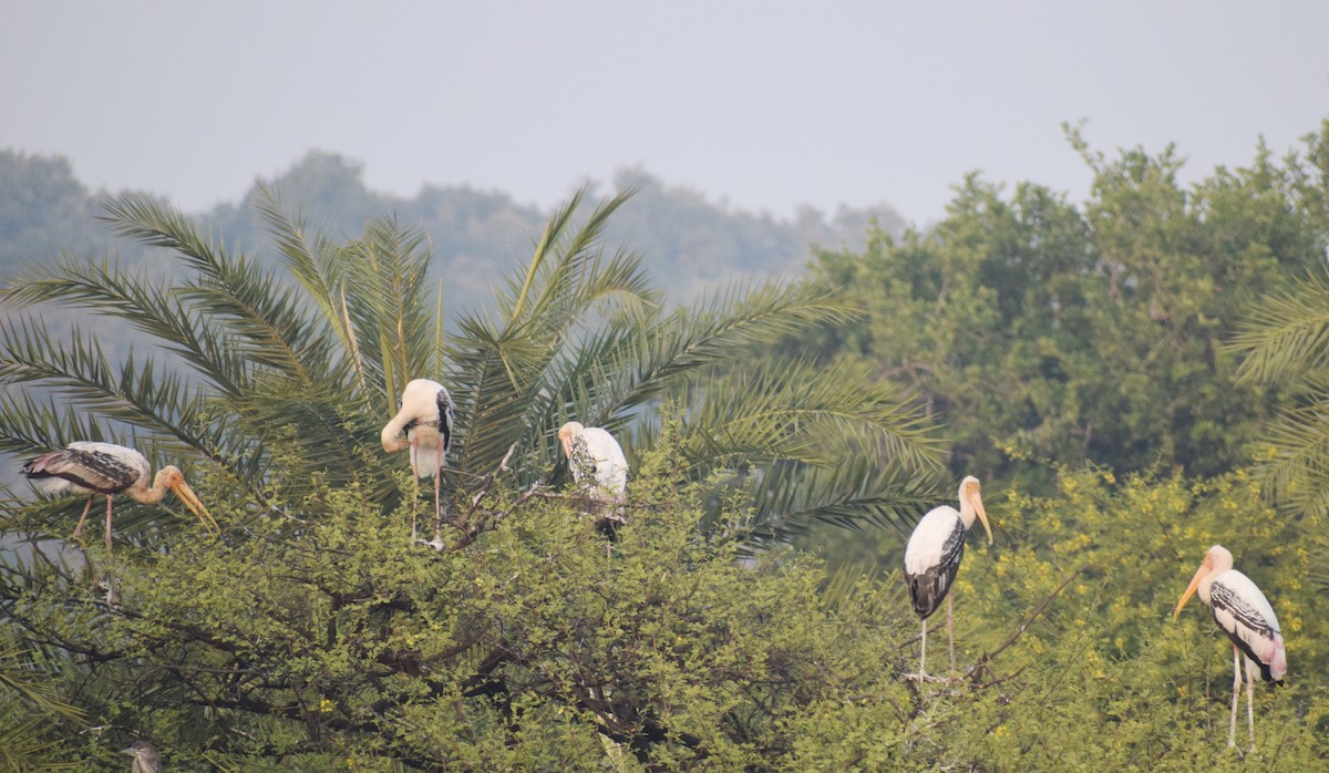 nesyt indický - ML278300111