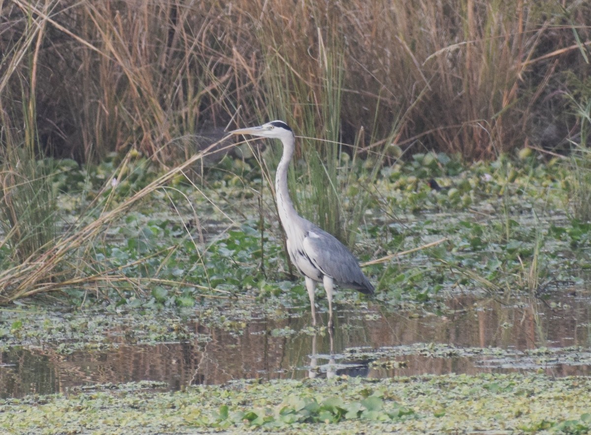 Gray Heron - Nilesh Kumar
