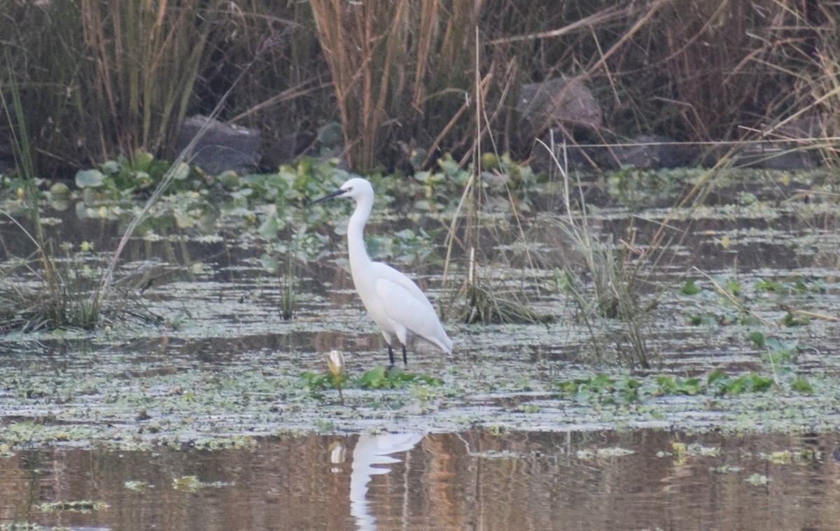 volavka stříbřitá - ML278300201