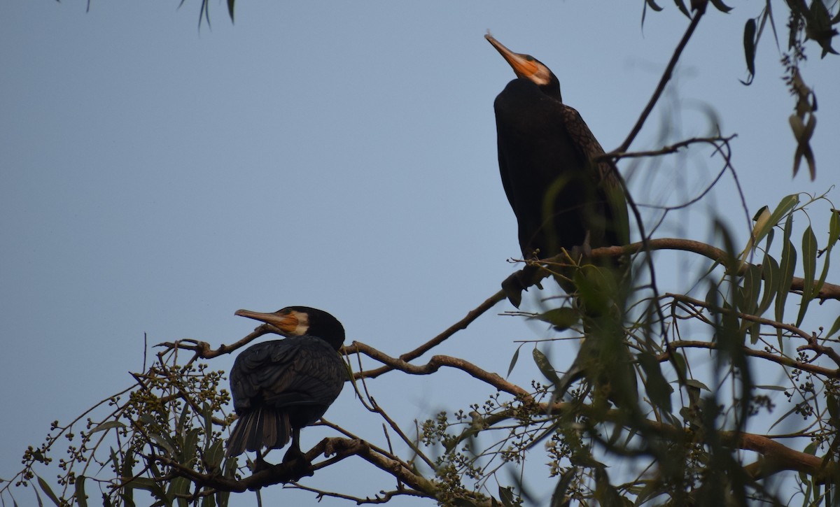 kormorán velký - ML278300211