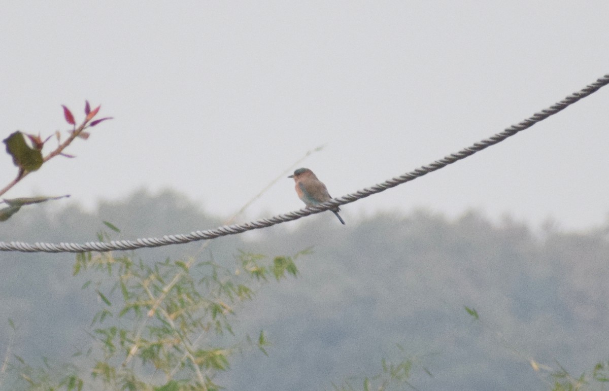 mandelík indický - ML278300301