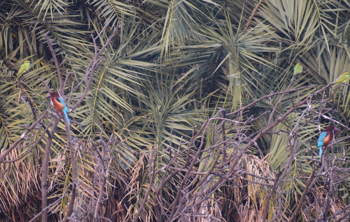 ledňáček hnědohlavý - ML278300351