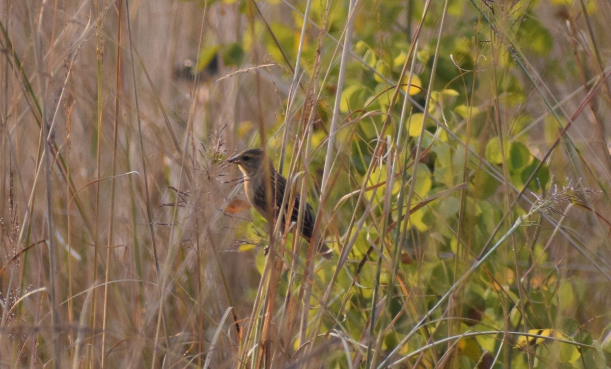 snovač indomalajský - ML278300421