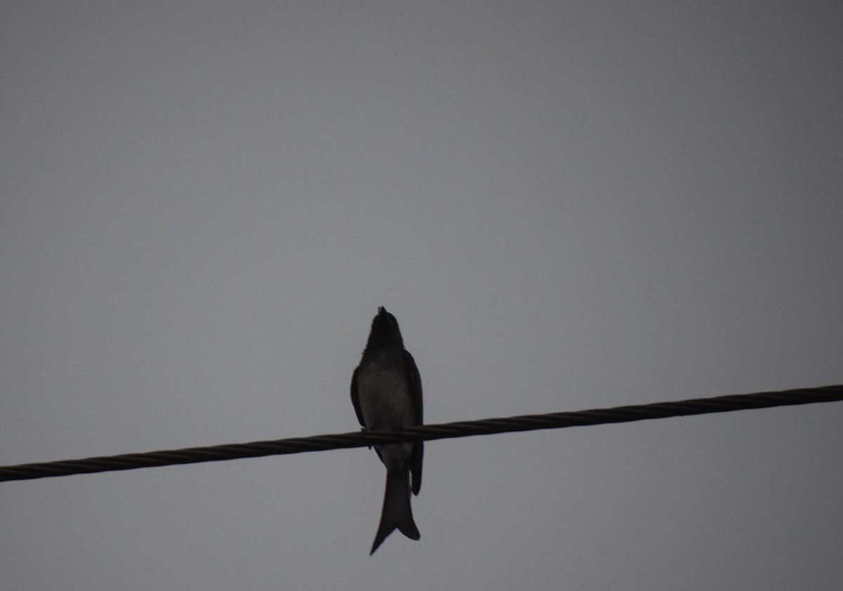 drongo šedobřichý - ML278300491