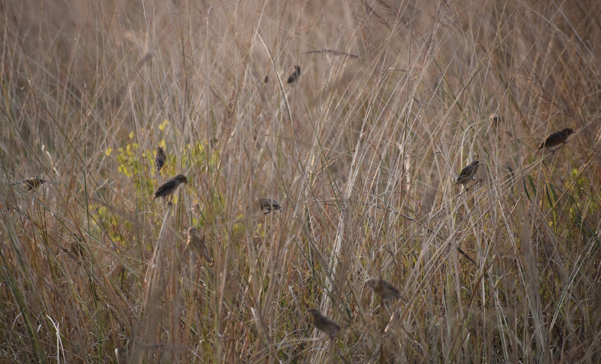 snovač indomalajský - ML278300591