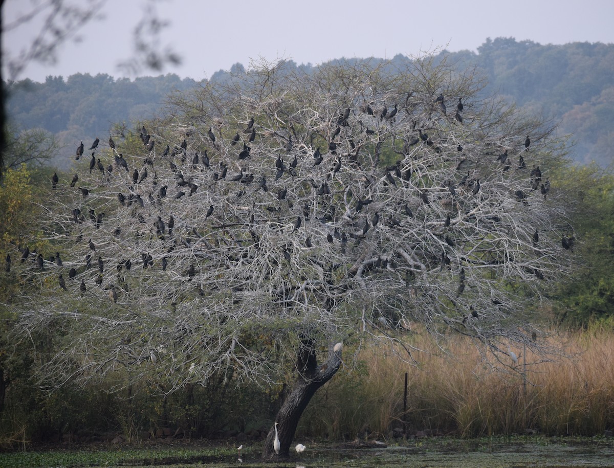 kormorán menší - ML278301261