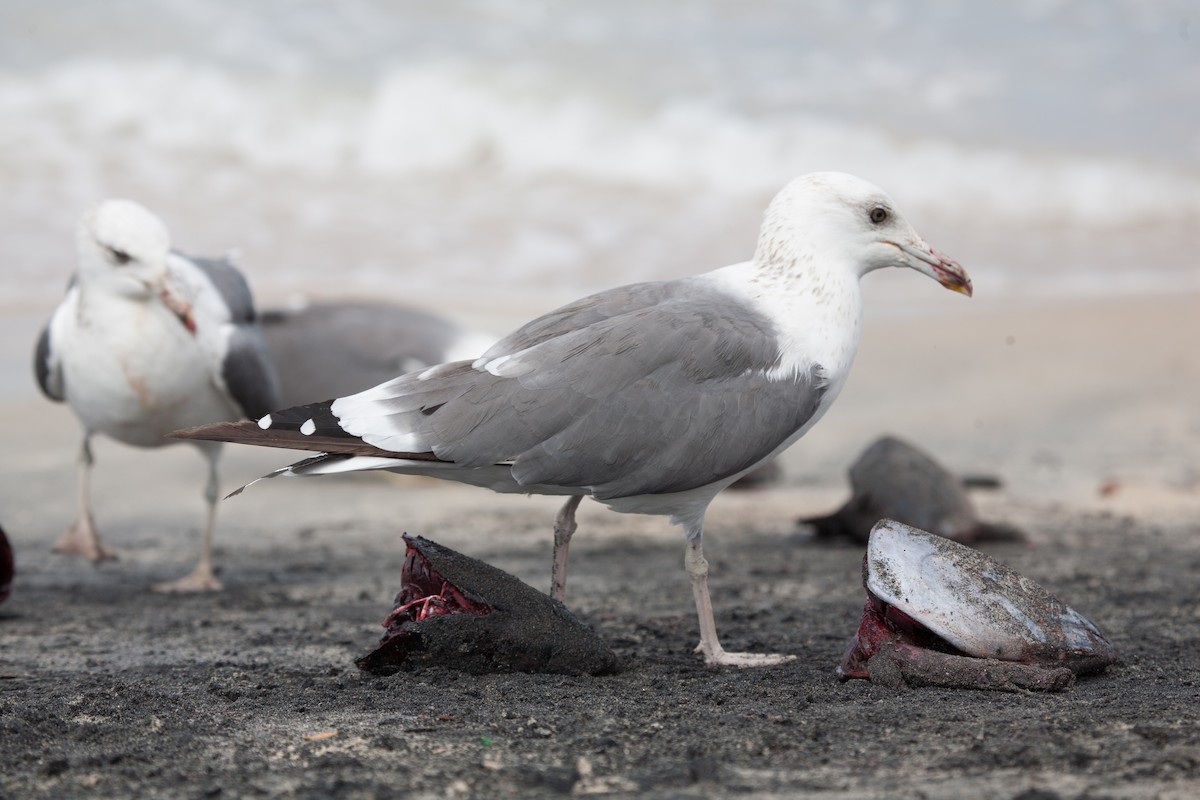 Lesser Black-backed Gull (Heuglin's) - Simon Colenutt