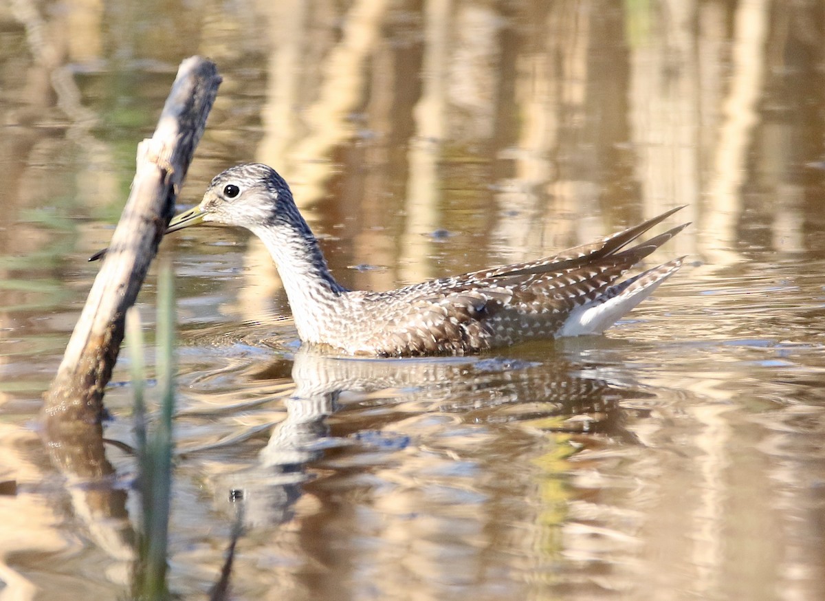 Greater Yellowlegs - ML278303531