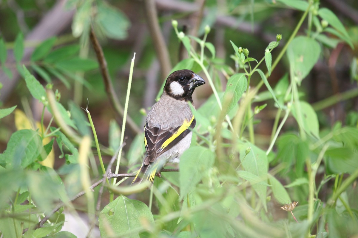 Socotra Grosbeak - ML278304311