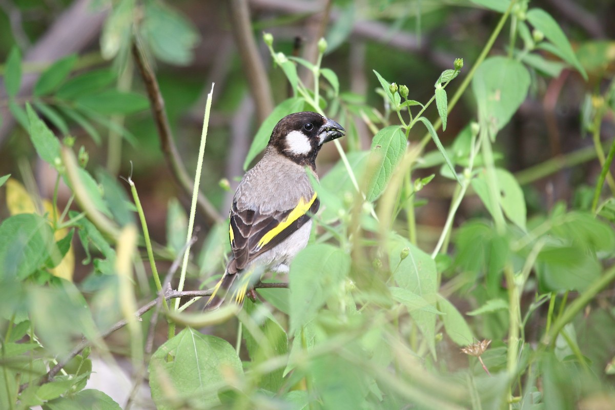 Socotra Grosbeak - ML278304331