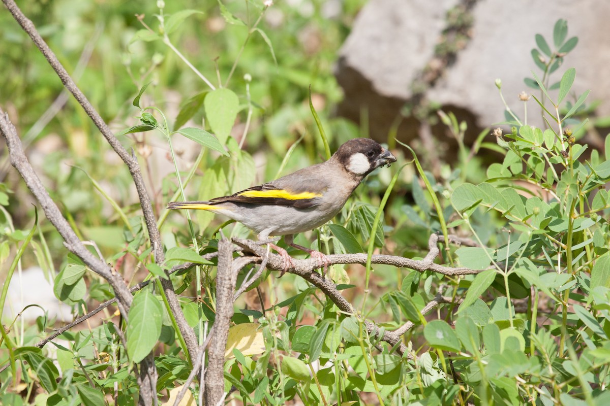 Socotra Grosbeak - ML278304371