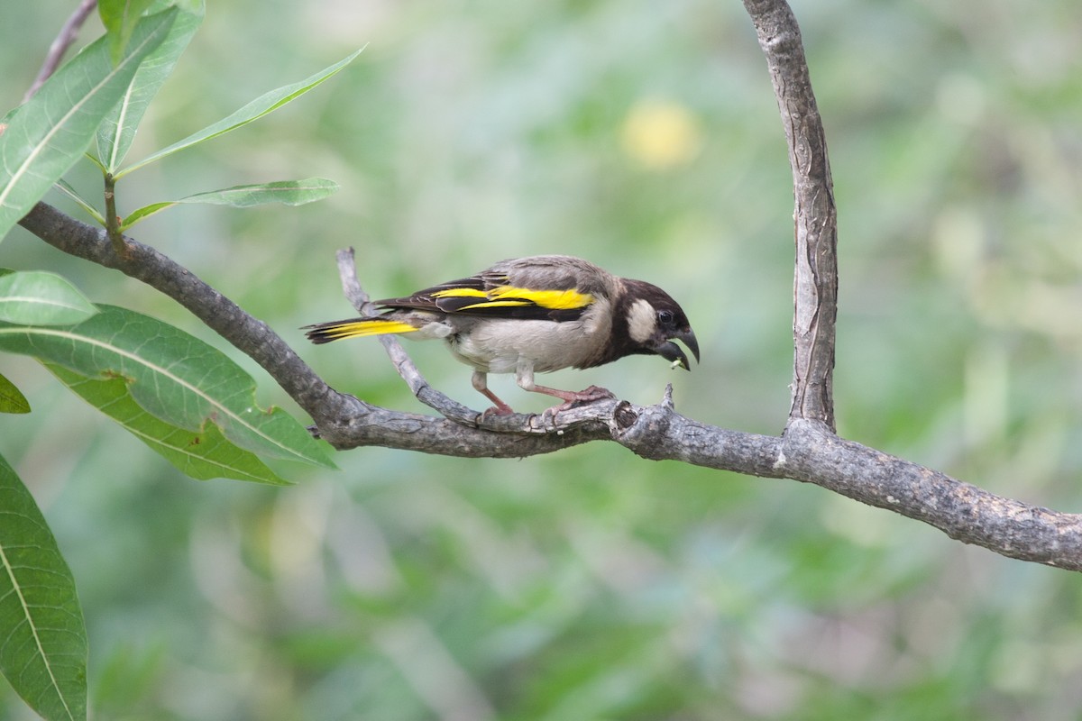 Socotra Grosbeak - ML278304391