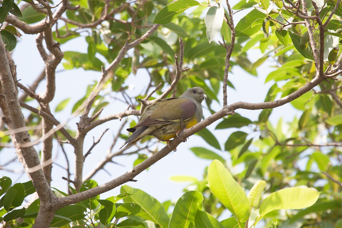 Bruce's Green-Pigeon - ML278305081