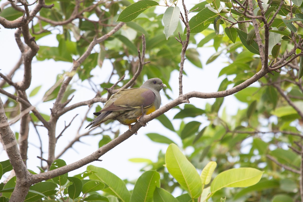 Bruce's Green-Pigeon - ML278305091