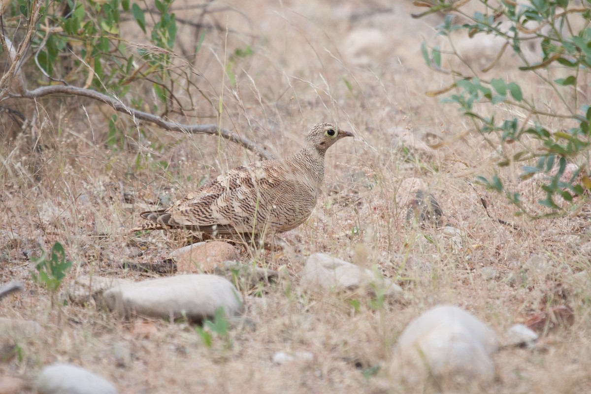 Lichtenstein's Sandgrouse - ML278305141