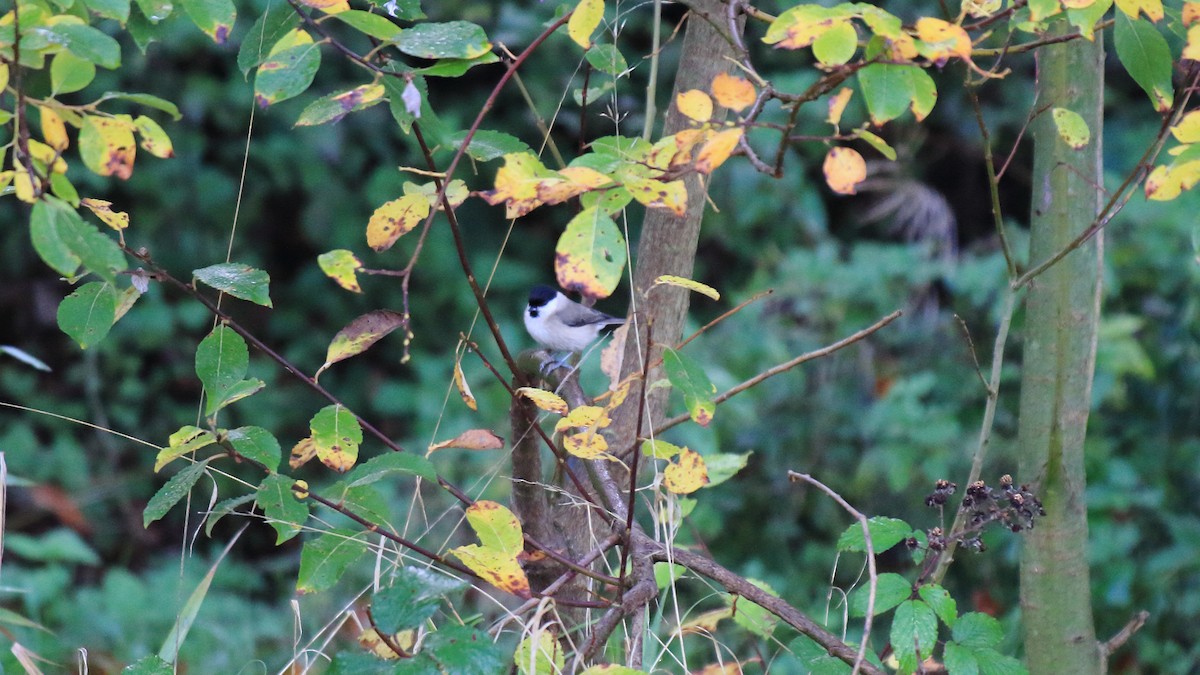 Marsh Tit - ML278306651