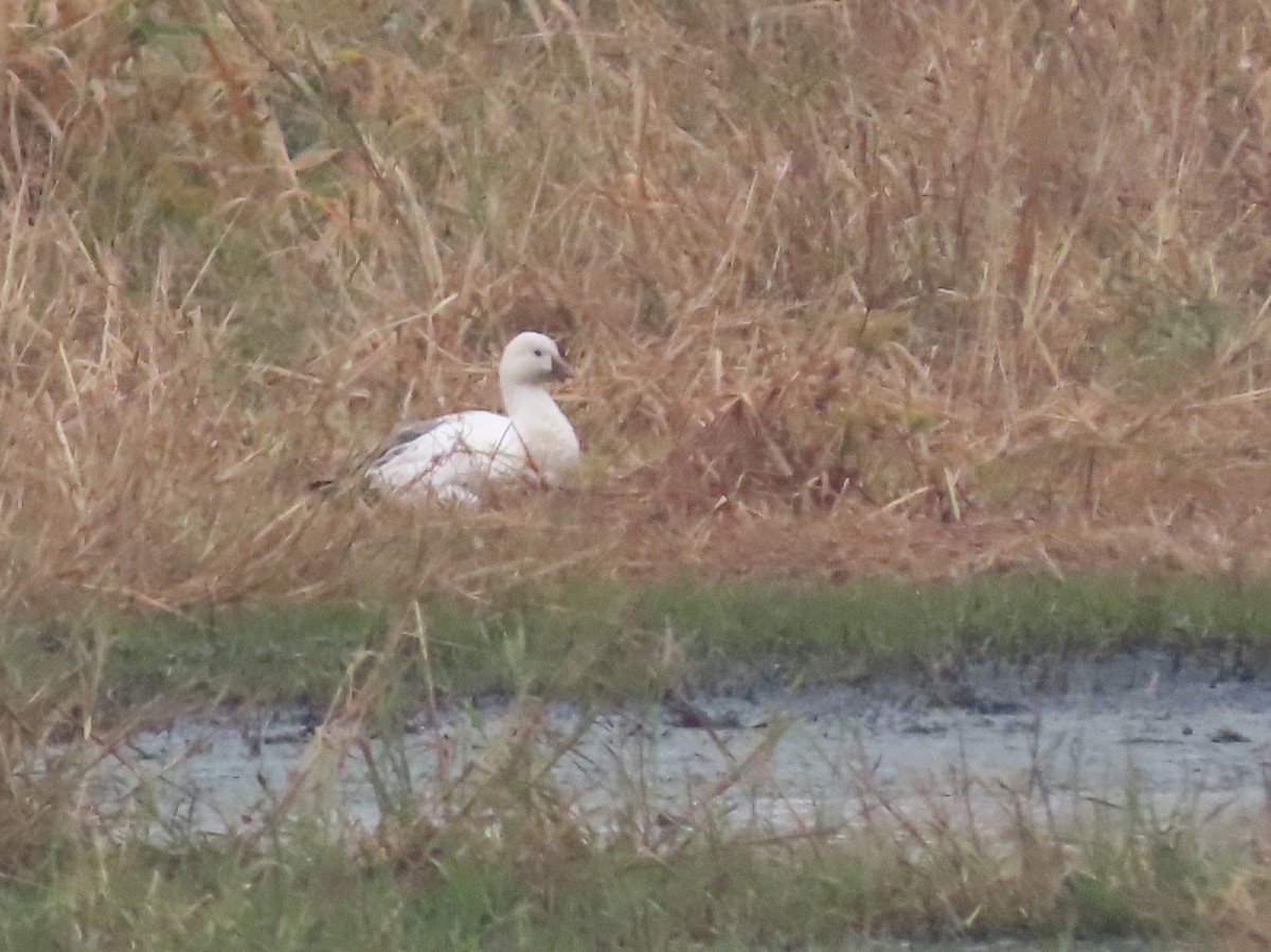 Ross's Goose - ML278306781