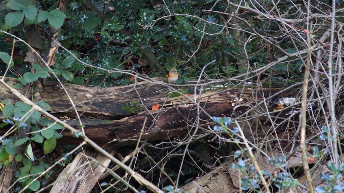 Brambling - ML278306871