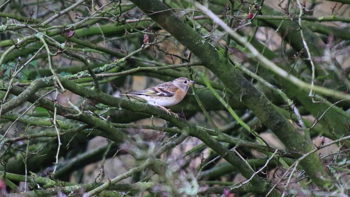 Brambling - ML278306901