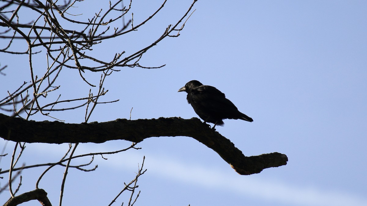 Carrion Crow - ML278307351