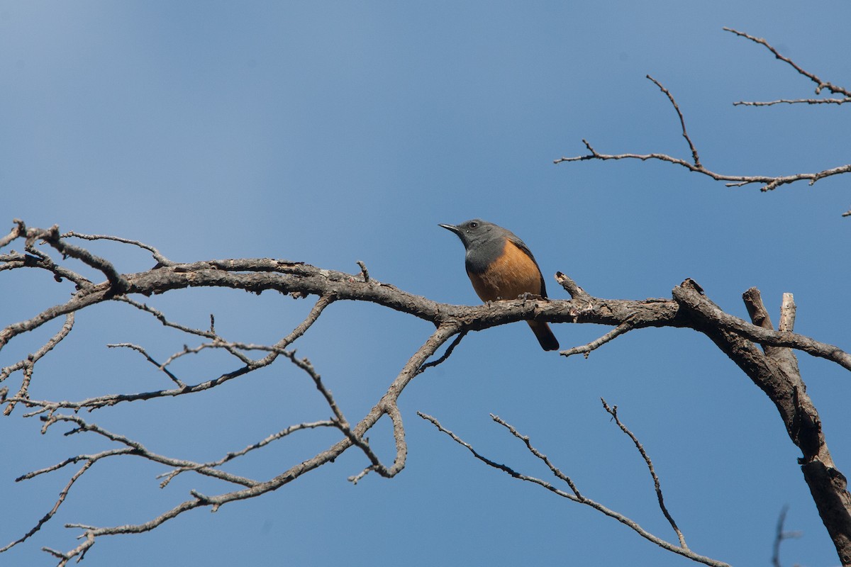 Little Rock-Thrush - ML278307461