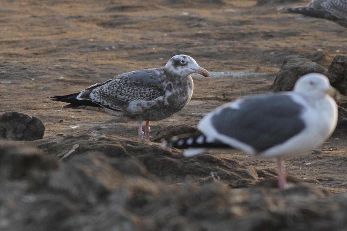 Western Gull - ML278307821