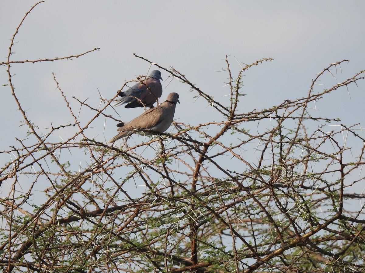 Red Collared-Dove - ML278307941