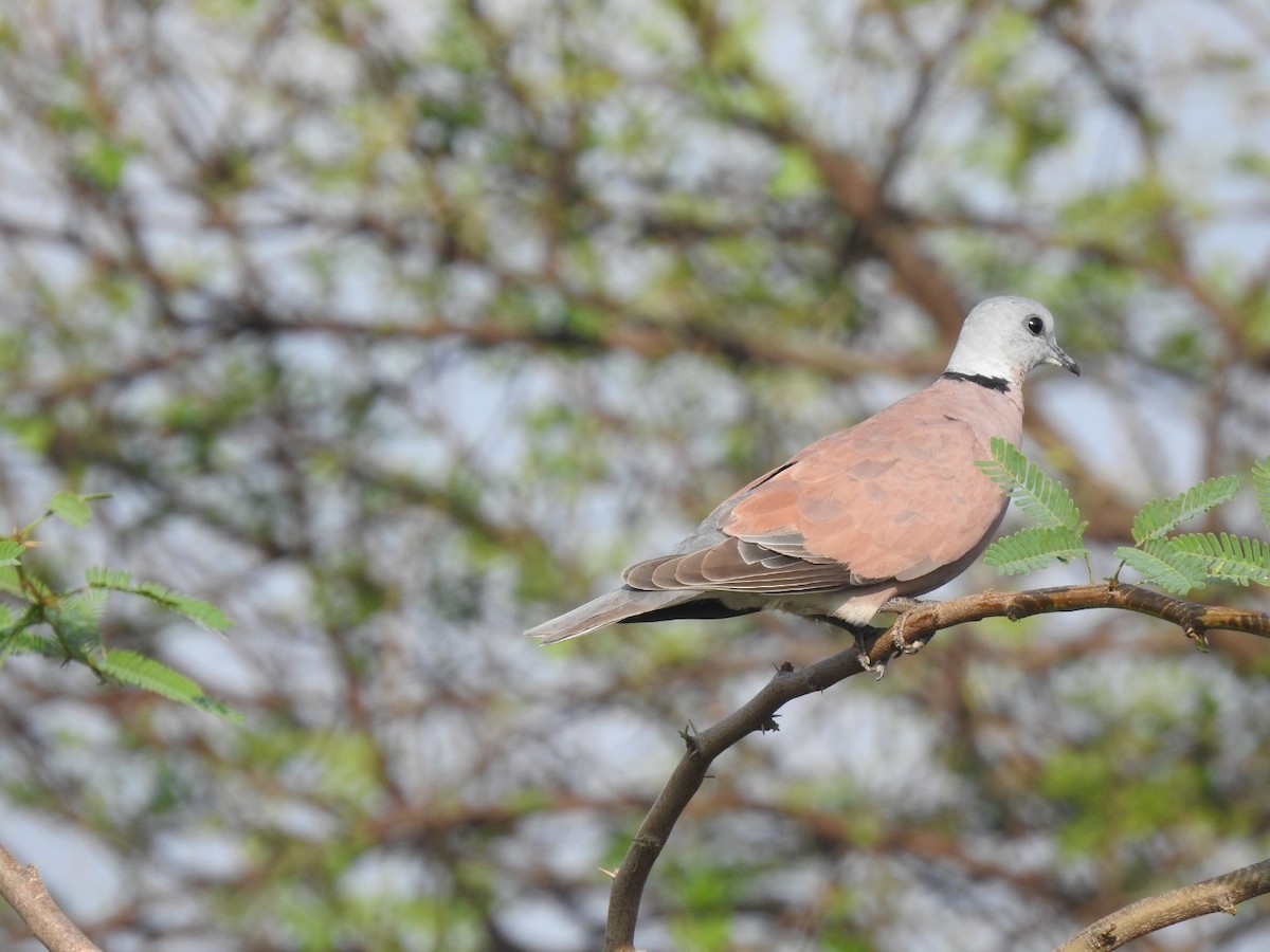 Red Collared-Dove - ML278308001