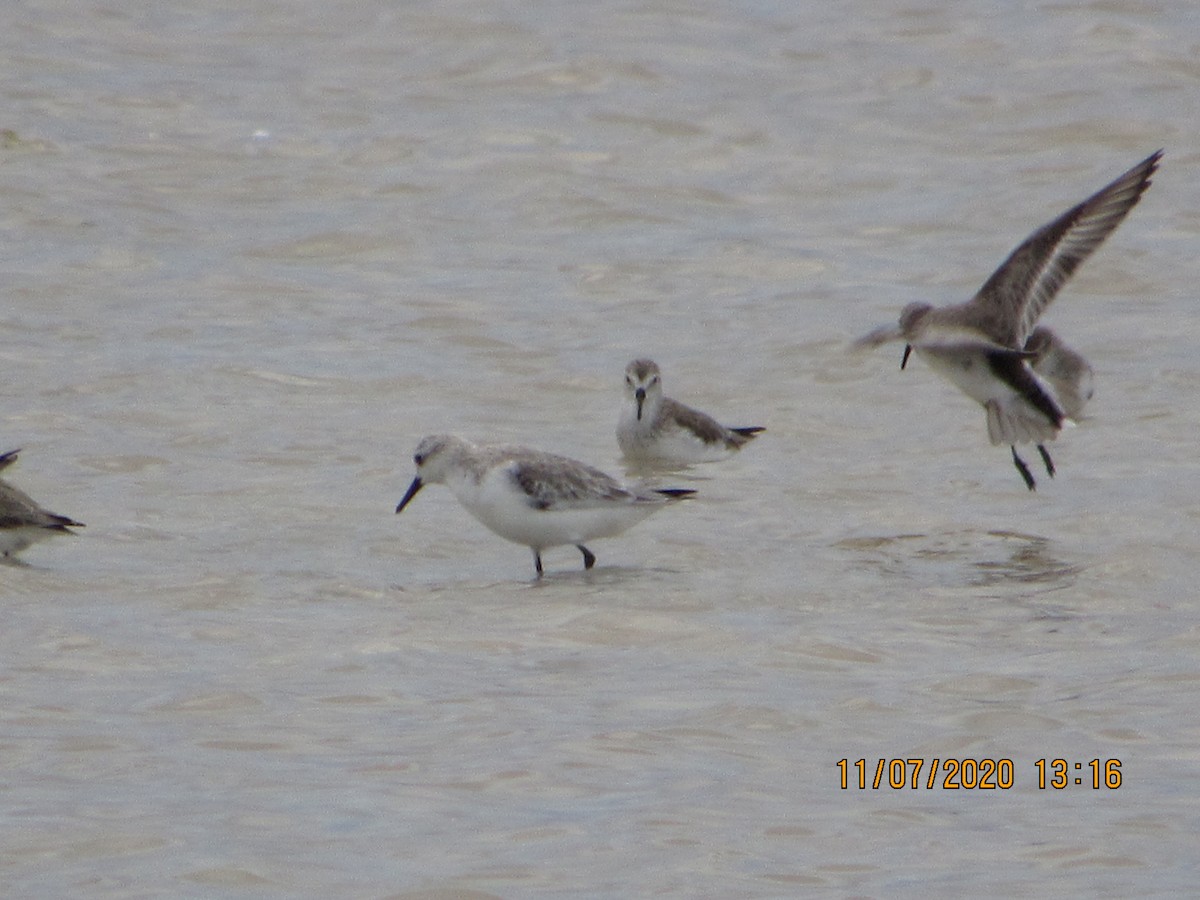 Bécasseau sanderling - ML278308021