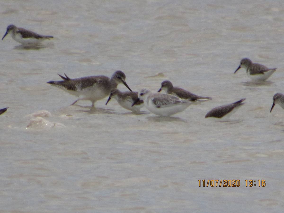 Sanderling - ML278308061