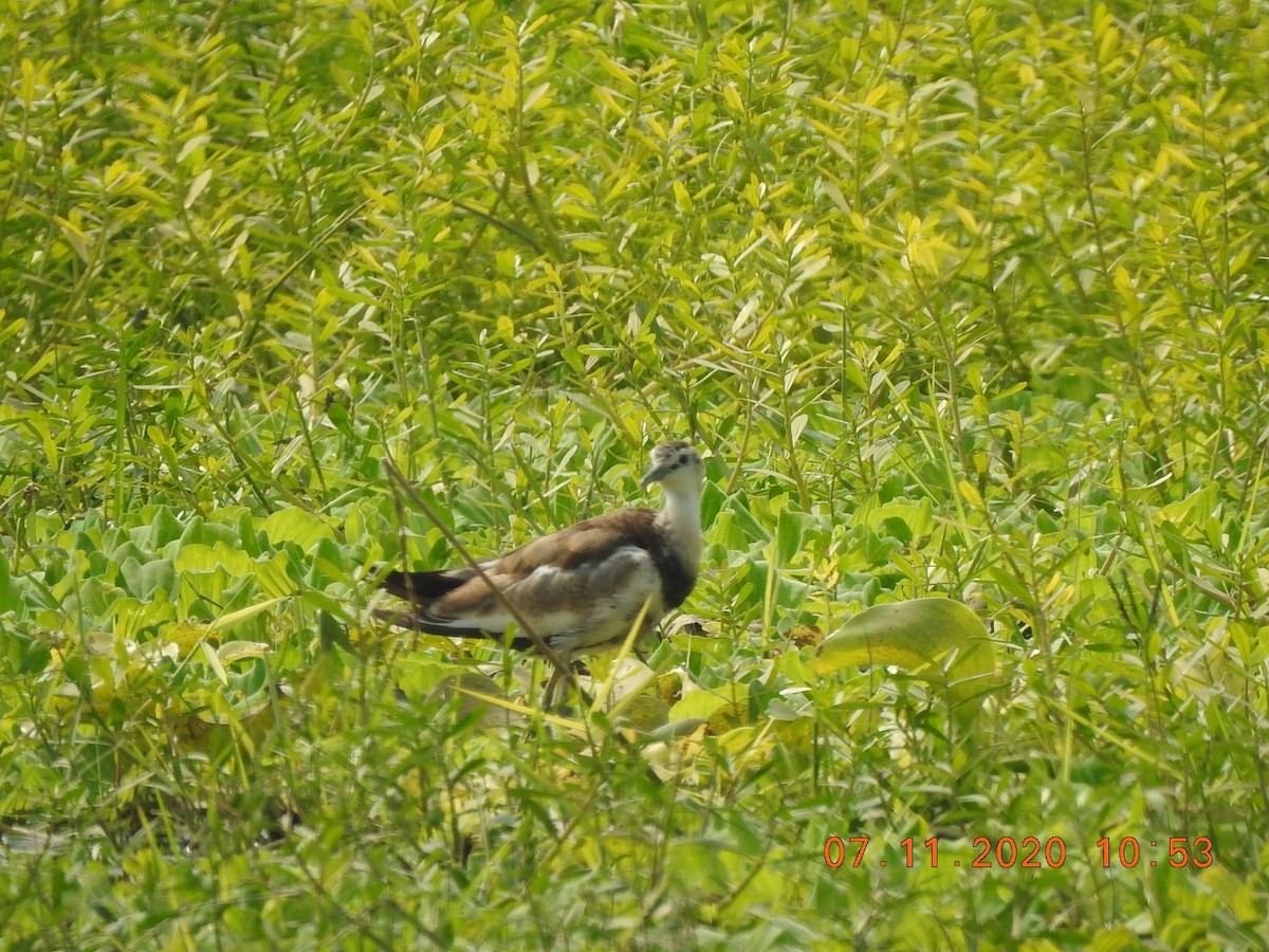 Pheasant-tailed Jacana - ML278308671