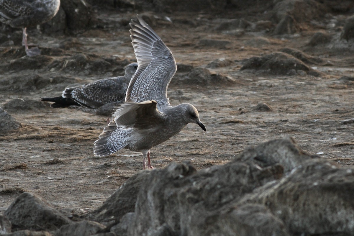 Gaviota Groenlandesa (thayeri) - ML278309011