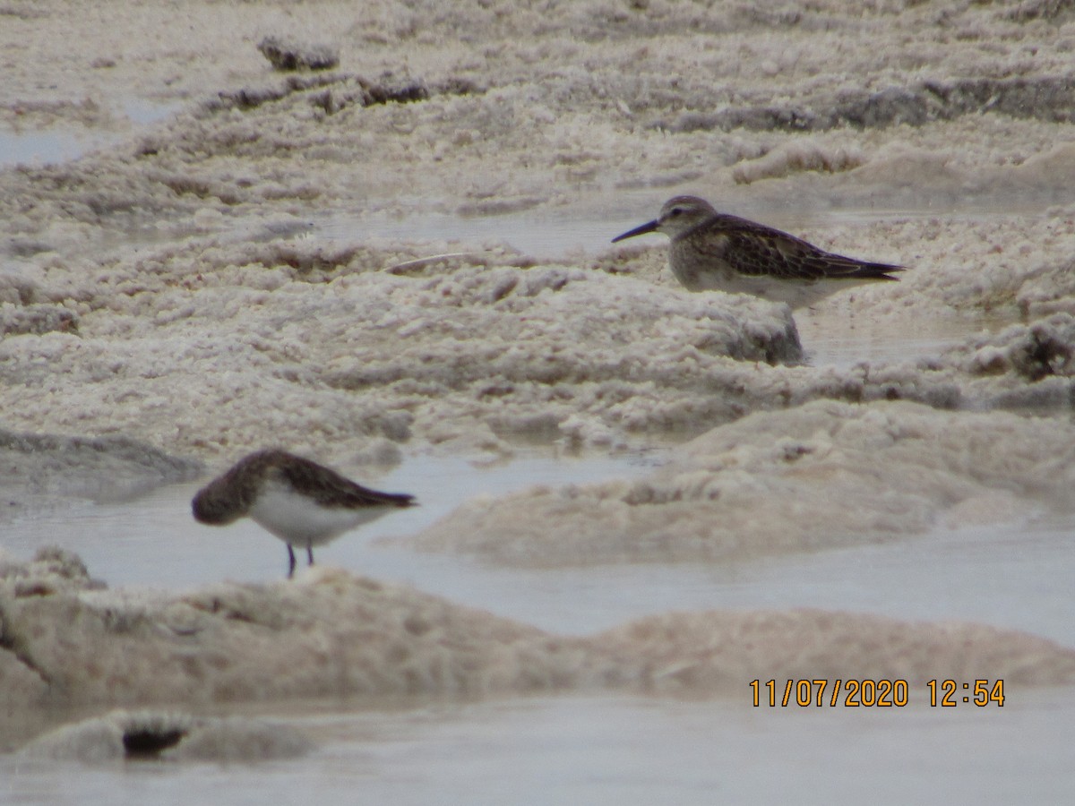 Western Sandpiper - Vivian F. Moultrie