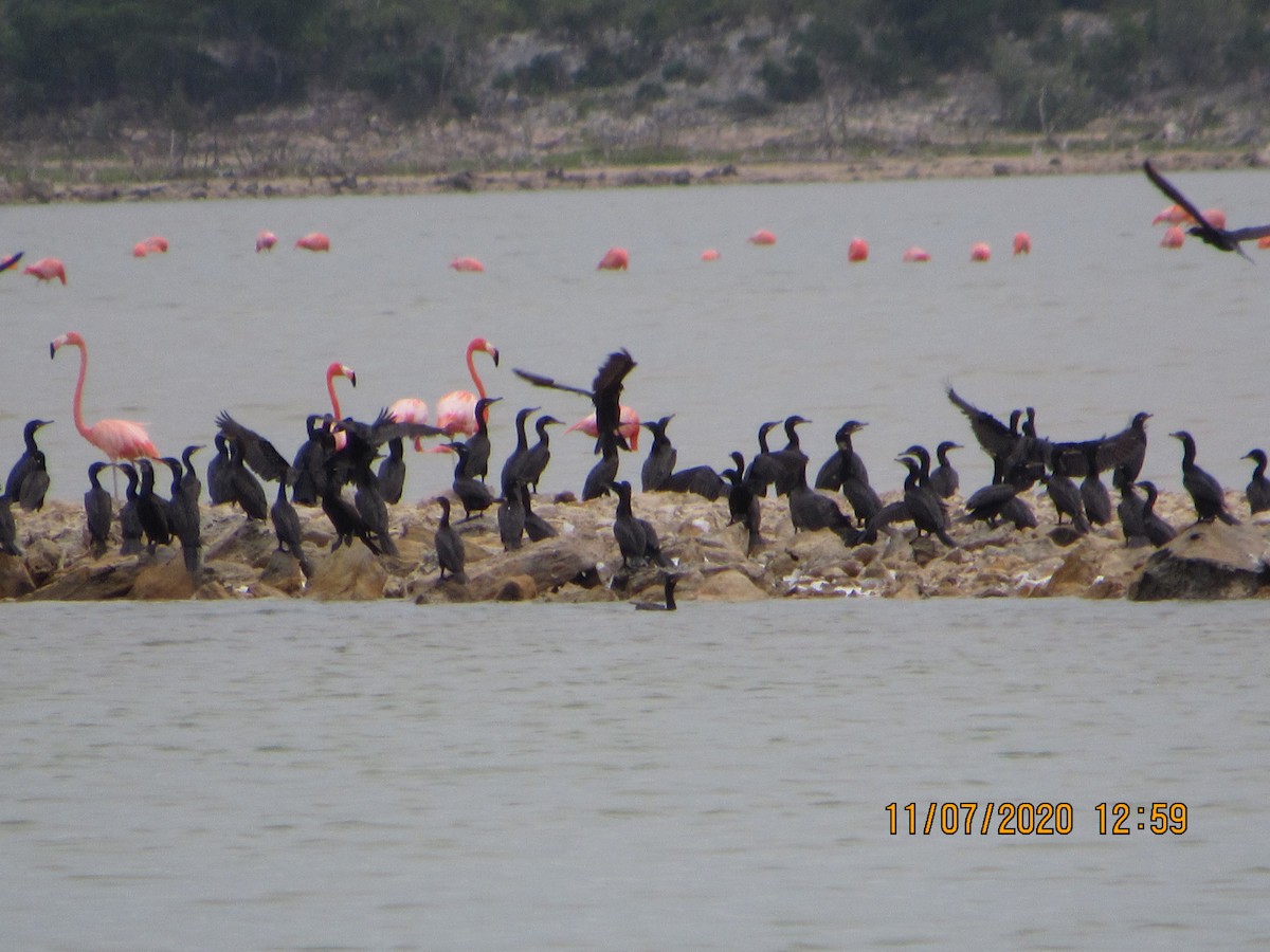 Neotropic Cormorant - Vivian F. Moultrie