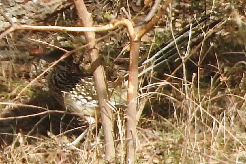 kukačka kohoutí - ML278311261