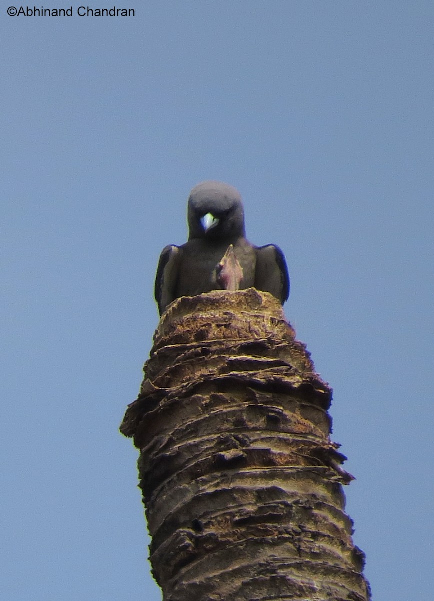 Ashy Woodswallow - ML278311561