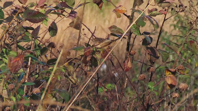 Sedge Wren - ML278312531