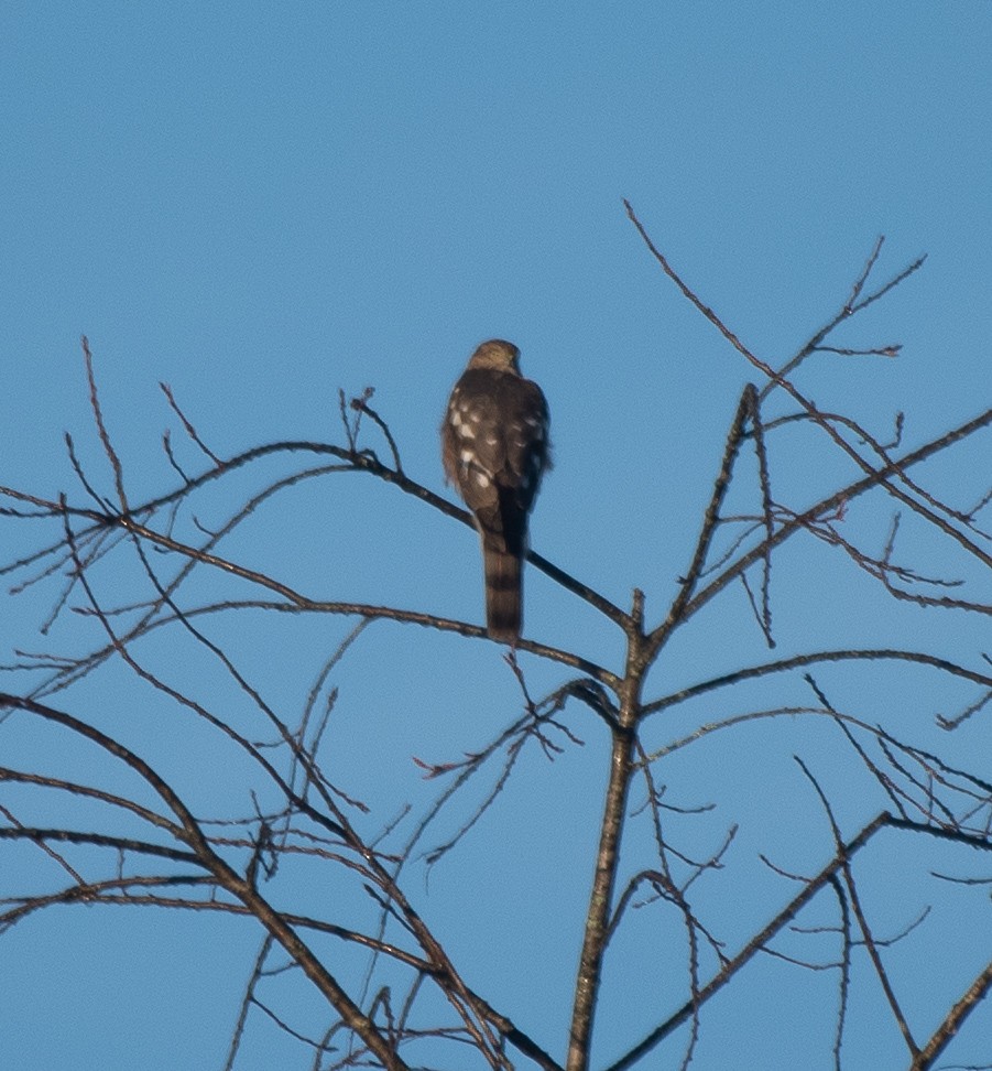 Sharp-shinned Hawk - ML278312741