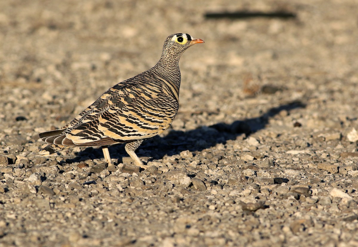Lichtenstein's Sandgrouse - Andrew Spencer