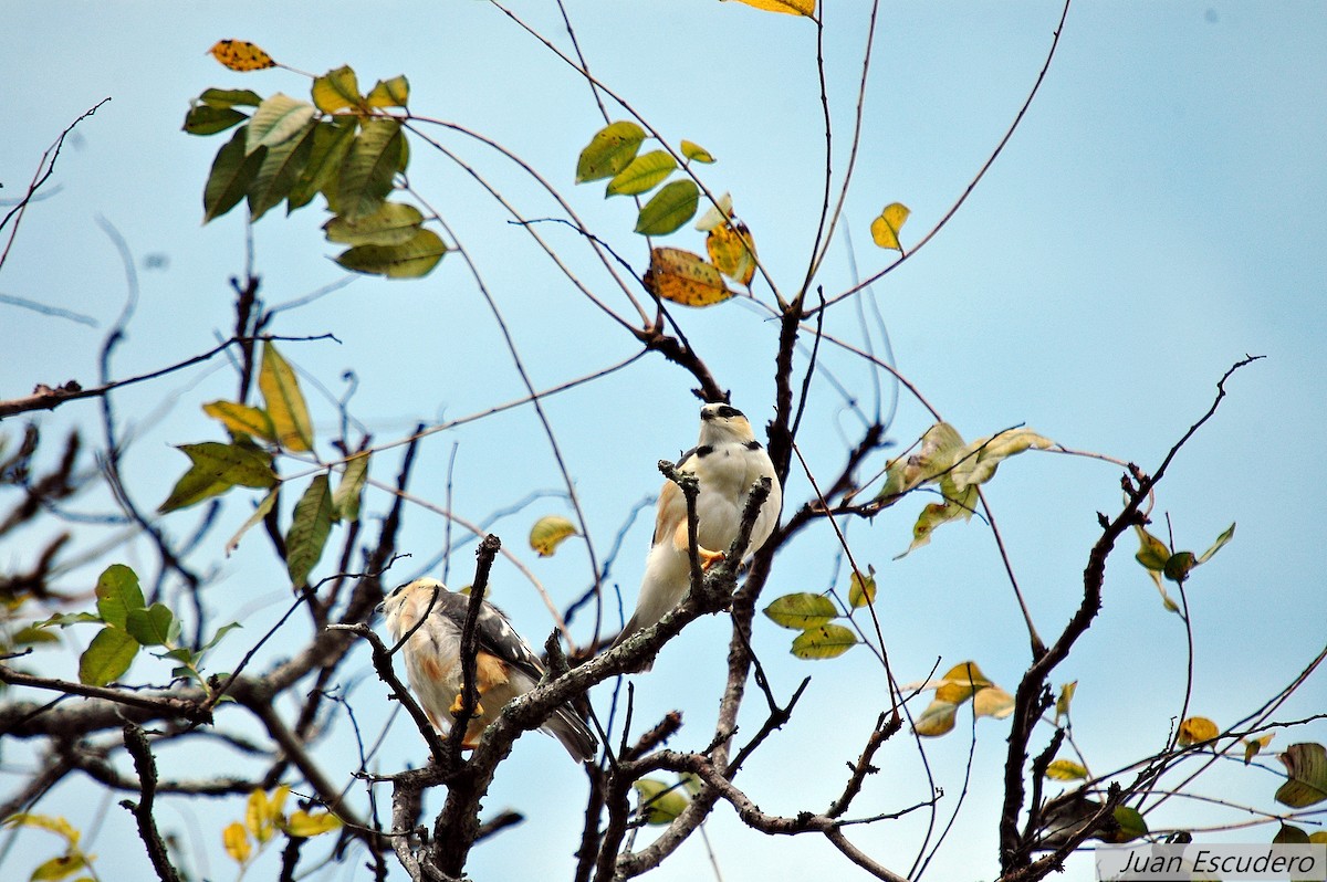 Pearl Kite - ML278314451