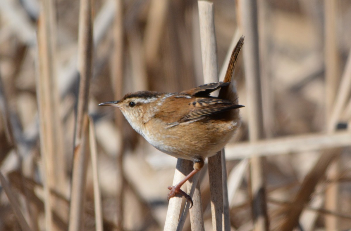 Marsh Wren - Steve Mierzykowski