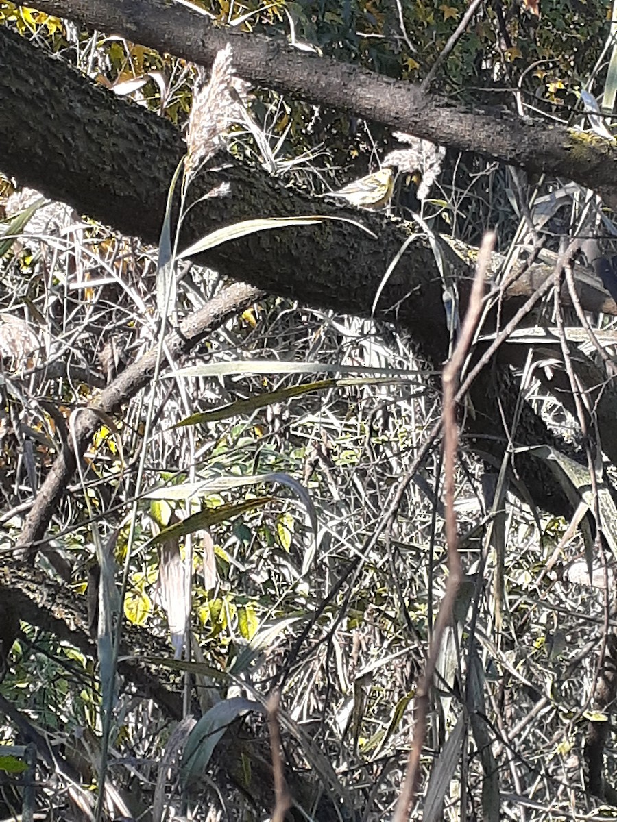 Blackpoll Warbler - ML278315351