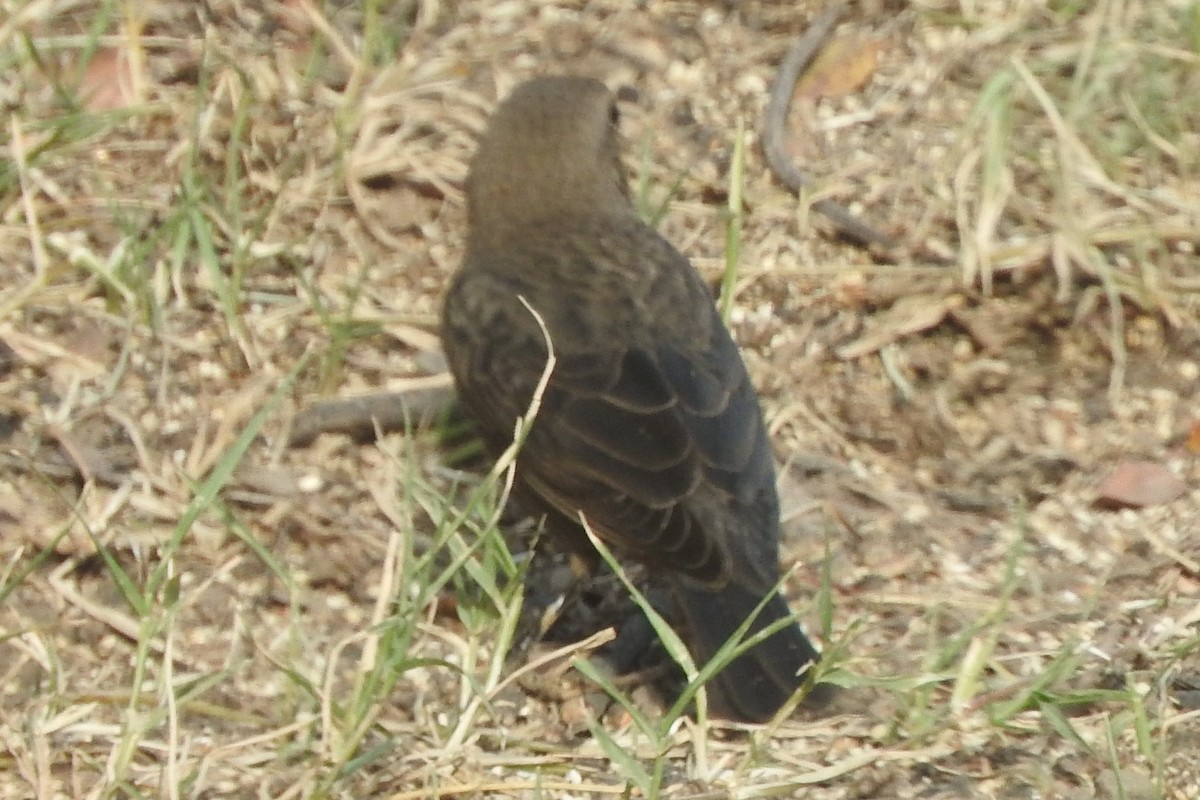 vlhovec hnědohlavý - ML278316501