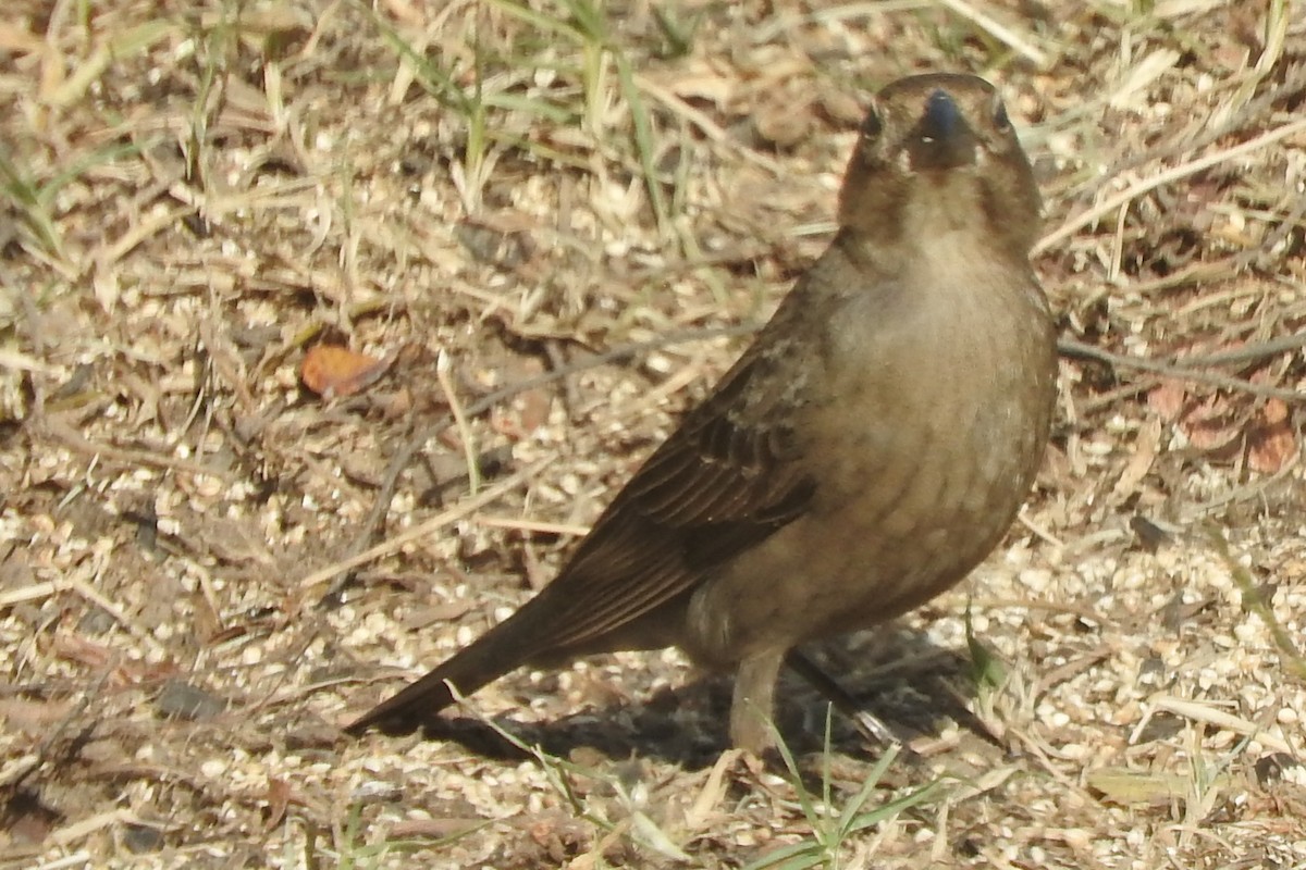 Brown-headed Cowbird - Ernie Bradley