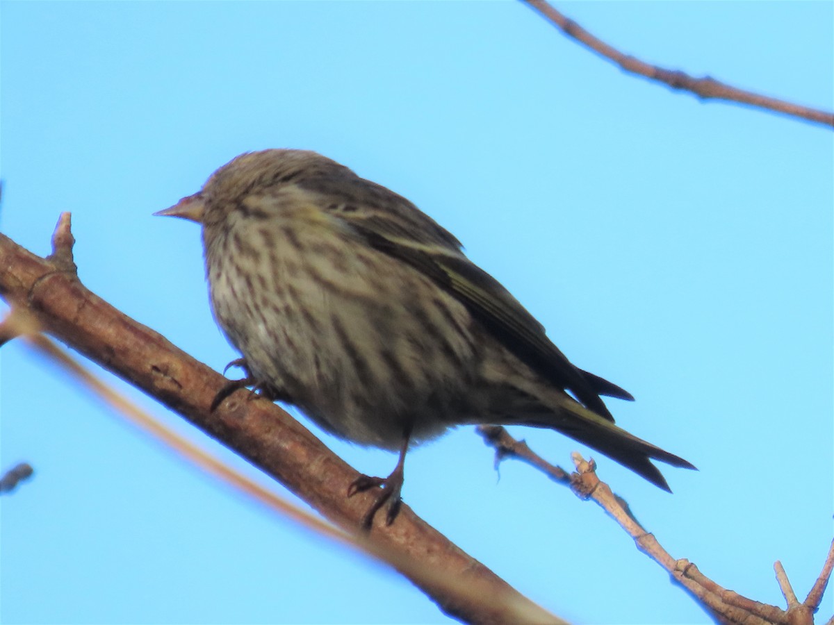 Pine Siskin - ML278316901