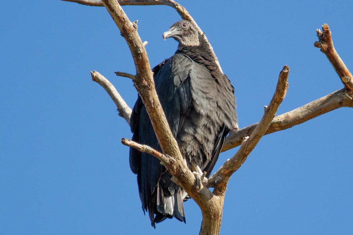 Black Vulture - Kent Fiala