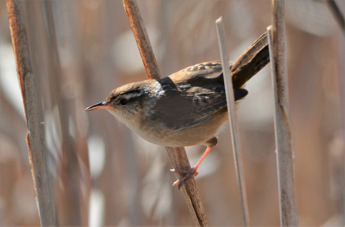 Marsh Wren - Steve Mierzykowski