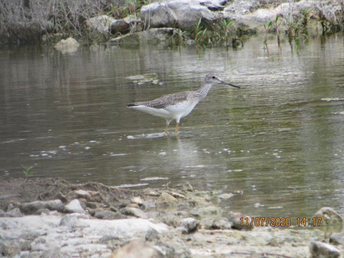 Greater Yellowlegs - ML278319921